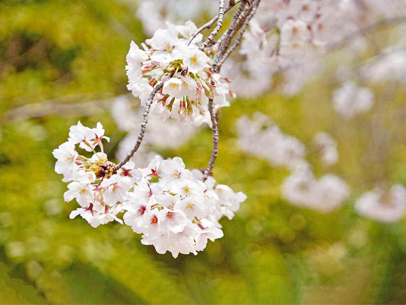 桜の花