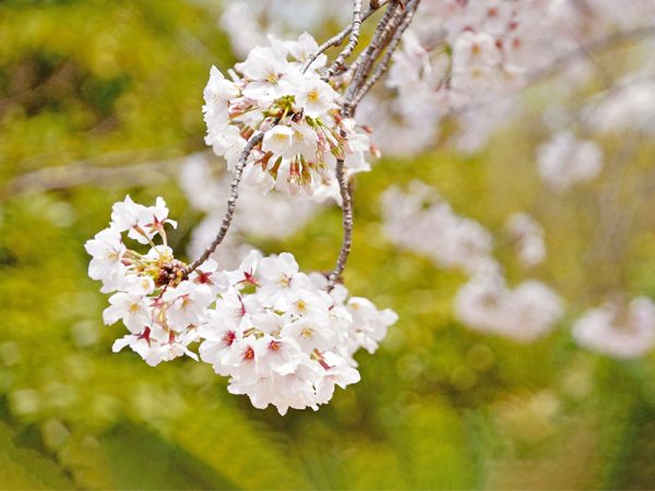 桜の花